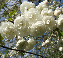 Сакура (вишня декоративная) - Альба Плена