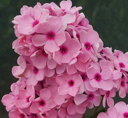 Флокс (Российская селекция) - Бисер