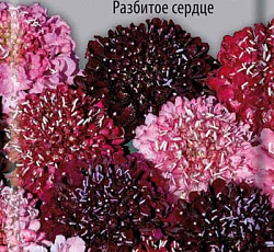 Скабиоза темно-пурпурная Разбитое сердце