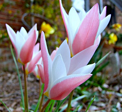 Тюльпан (Ботанический) - Леди Джейн