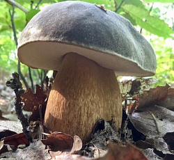 Боровик бронзовый