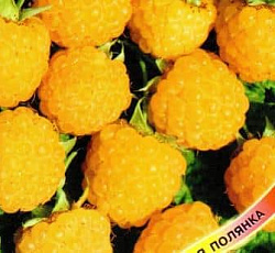 Малина Желтая ягодка