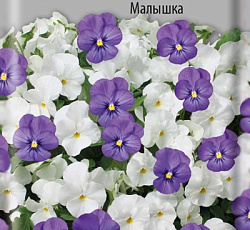 Фиалка рогатая Малышка