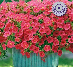 Петуния ампельная Шок Вейв Тропикал F1