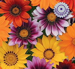 Газания Нью Дэй Брайт Микс