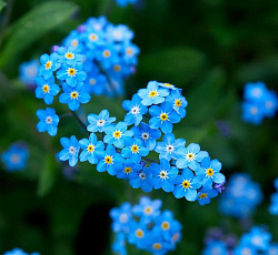 Незабудка (лесная) - Блу