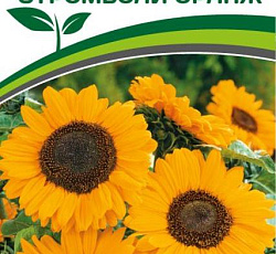 Подсолнечник Стромболи Оранж F1