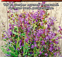 Шалфей лекарственный Будь здоров