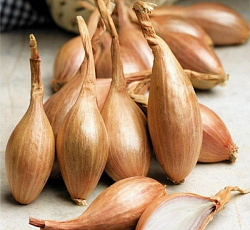 Лук шалот Деликатес