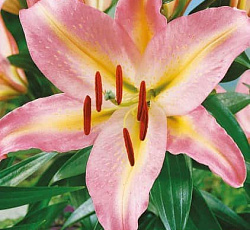 Лилия (восточная) - Том Паус