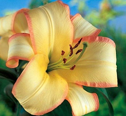 Лилия (ОТ-гибрид) - Буги Вуги