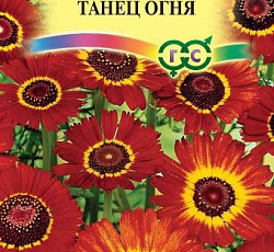 Хризантема Танец огня