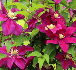 Клематис Розовые Мечты