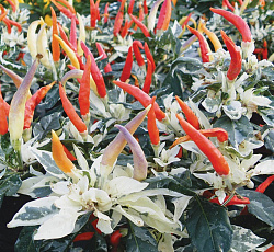 Перец острый декоративный Ушу F1