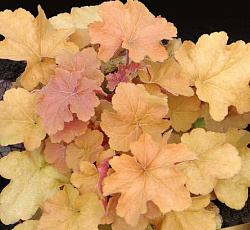 Гейхера (гибридная) - Карамель (Люкс)