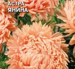 Астра Янина (пионовидная)