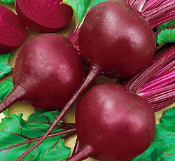 Свекла Экшен F1