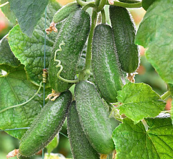 Огурец Хоббит F1