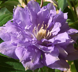 Клематис (крупноцветковый) - Блю Экспложен