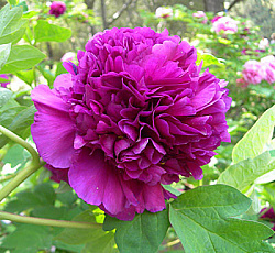 Пион (древовидный) - Дак Блэк-Пёпл