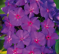 Флокс (метельчатый) - Ники