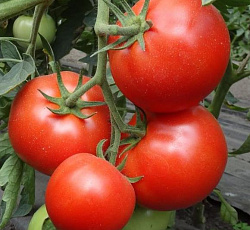 Томат Звезда Сибири F1