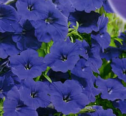 Петуния Суперкаскадная синяя F1