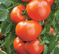 Томат Чемпион F1