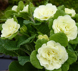 Примула (обыкновенная) - Джэк Лэд (Люкс)