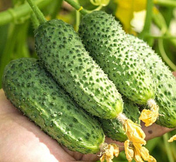 Огурец Натали F1