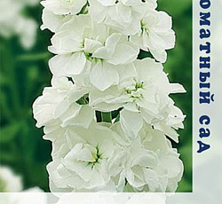 Маттиола Аромагия Белая