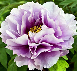 Пион (древовидный) - Сапфир