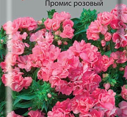 Флокс Друммонда Промис розовый (махровый)