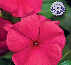 Катарантус Пацифика Бургунди