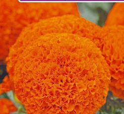 Бархатцы прямостоячие Проуд мари оранж F1