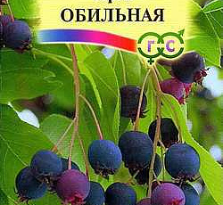 Ирга круглолистная Обильная