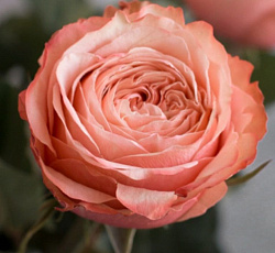 Роза (спрей) - Фиеста Баблс