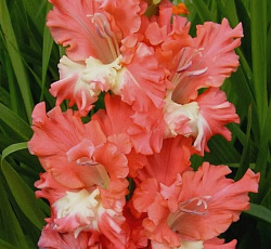 Гладиолус (гофрированный) - Фриззлд Корал Лейс