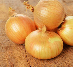 Лук репчатый Стригуновский местный