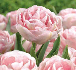 Тюльпан (Махровый поздний) - Анжелика