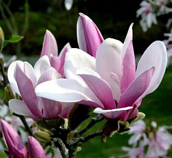Магнолия (гибридная) - Джордж Генри Керн (Люкс)