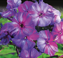 Флокс (метельчатый) - Отем Джой (Люкс)