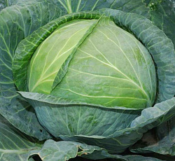 Капуста белокочанная Чудо на хранение F1