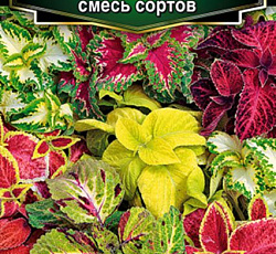 Колеус блюме Волшебник (смесь сортов)