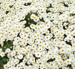 Астра (кустарниковая) - Аполло