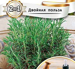 Розмарин лекарственный Аметист