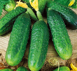 Огурец Мария F1