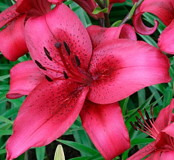 Лилия (ОА-гибрид) - Новембер Рейн