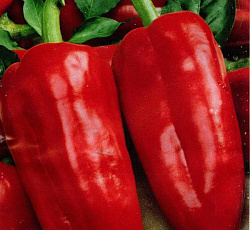 Перец сладкий Виктория