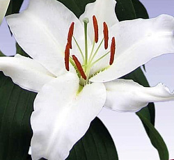 Лилия (восточная) - Мазерс Чойс